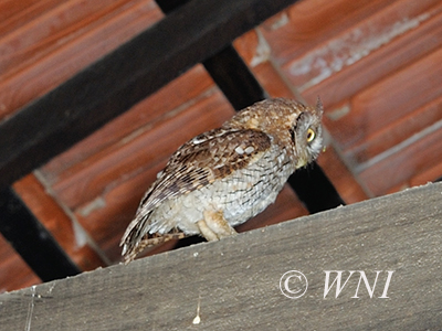 Otus choliba or Megascops choliba (Tropical Screech-owl)